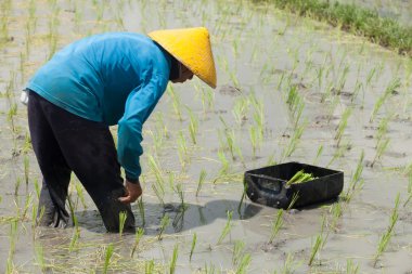 Rice farming in Bali clipart