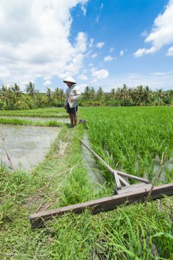 Bali tarım pirinç
