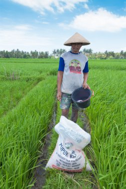 pirinç çiftçi Bali