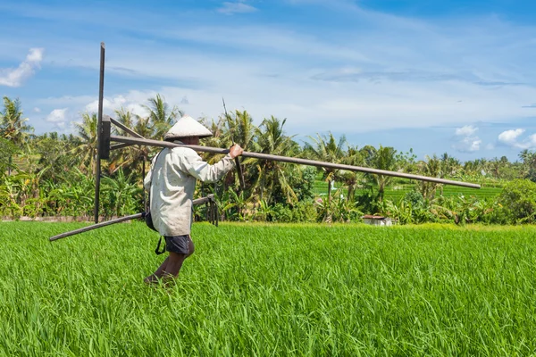 在巴厘岛的稻农 — 图库照片