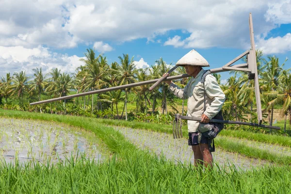 Rice zemědělcem v bali — Stock fotografie
