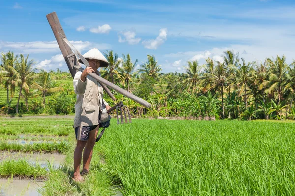 Rolnik ryżu w bali — Zdjęcie stockowe