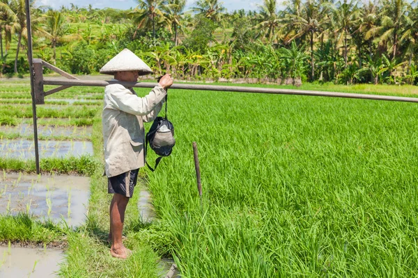 Rice farming in Bali — Stock Photo, Image