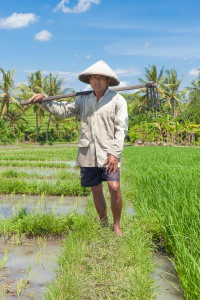 Vieux riziculteur — Photo
