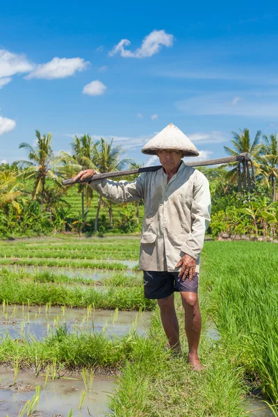 Stary rolnik ryżu — Zdjęcie stockowe