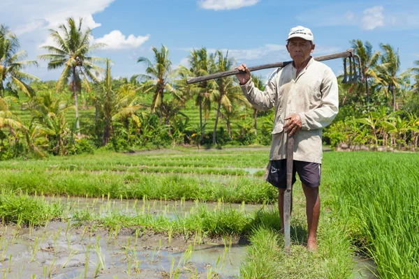 Antigo agricultor de arroz — Fotografia de Stock