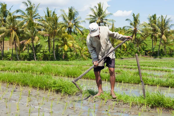Antiguo agricultor de arroz — Foto de Stock