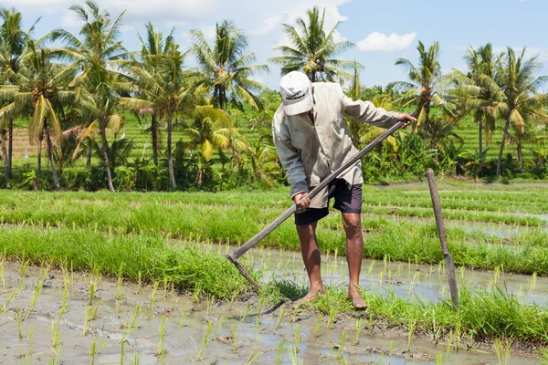 Antiguo agricultor de arroz —  Fotos de Stock