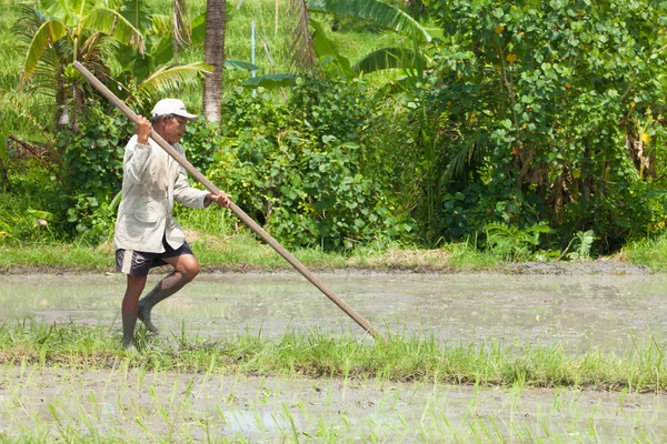 Antiguo agricultor de arroz —  Fotos de Stock