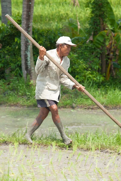 Old rice farmer — Stock Photo, Image