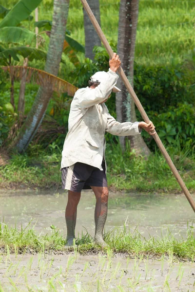 Old rice farmer — Stock Photo, Image
