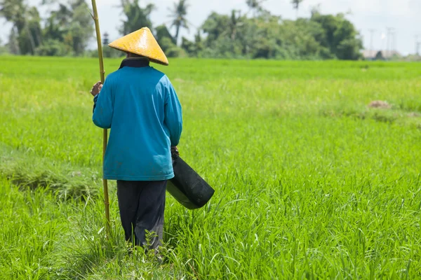 Agriculteur dans la rizière — Photo