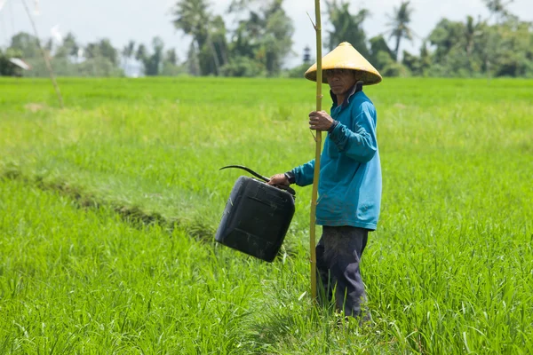 Agriculteur dans la rizière — Photo