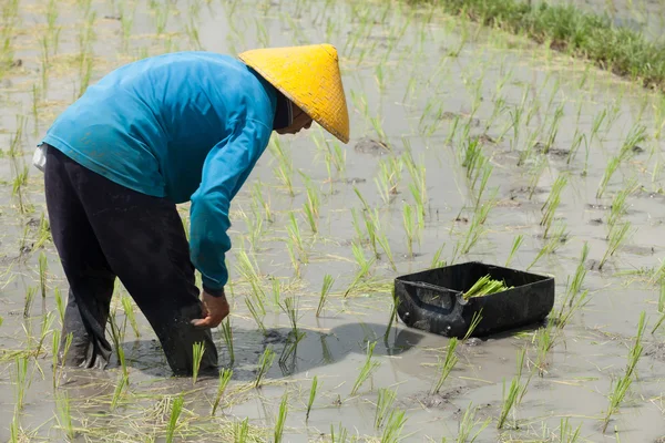 Rijst landbouw in bali — Stockfoto