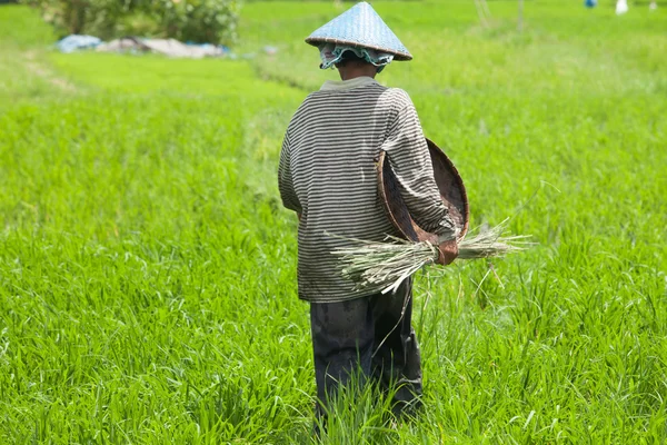 Vrouwelijke boer — Stockfoto