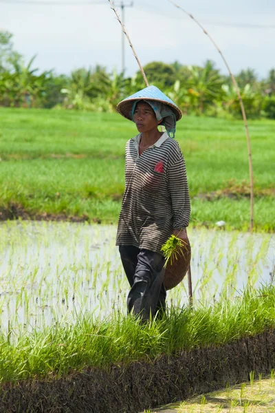 農家の女性 — ストック写真