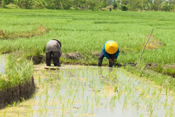 Bali tarım pirinç — Stok fotoğraf
