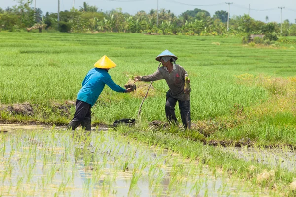 Cultivo de arroz en Bali —  Fotos de Stock