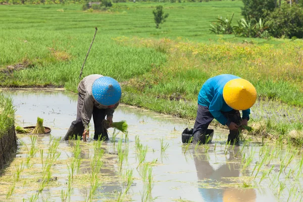 Cultivo de arroz en Bali — Foto de Stock