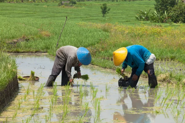 Rice farming in Bali — Stock Photo, Image