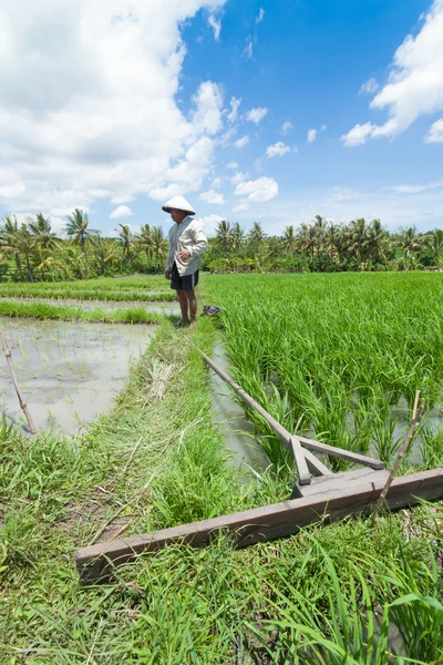 Rijst landbouw in bali — Stockfoto