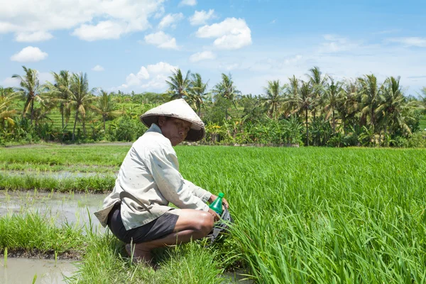 Agricoltore di riso a Bali — Foto Stock