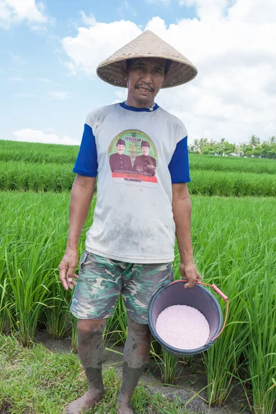 Rice zemědělcem v bali — ストック写真