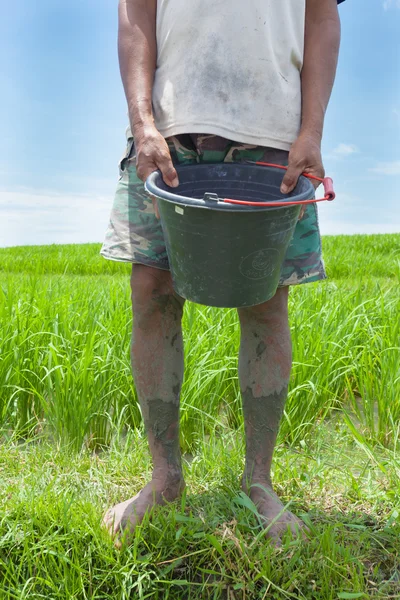 Riz fermier à Bali — Photo