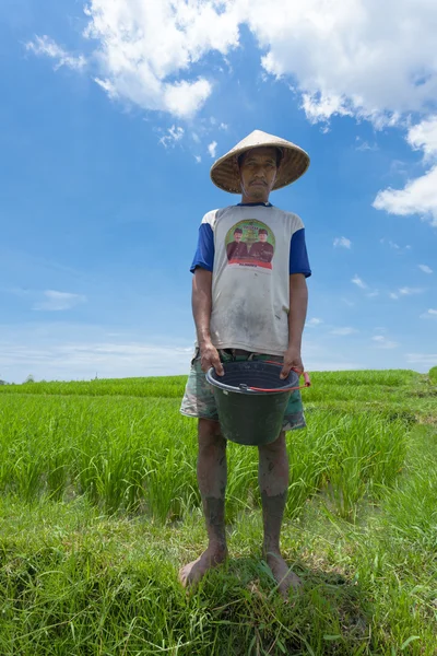 Rice farmer in Bali — Stock Photo, Image