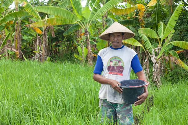 Agricultor de arroz em Bali — Fotografia de Stock
