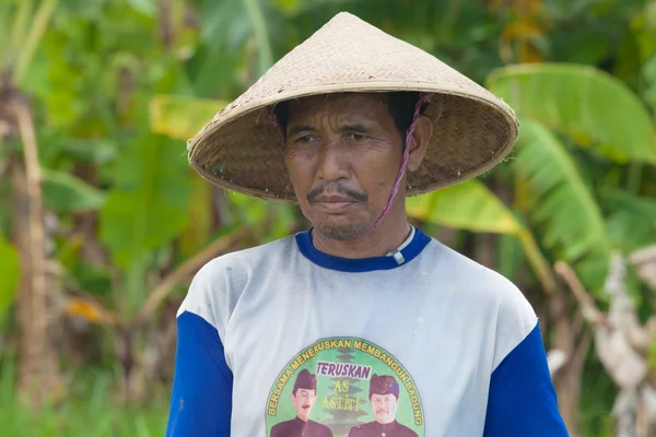 Bali termelő rizs — Stock Fotó