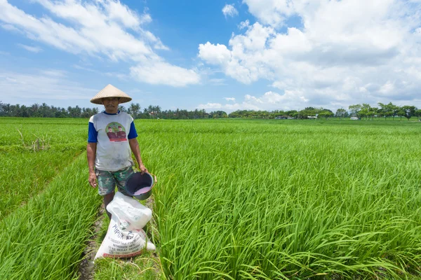 Rijst boer in bali — Stockfoto