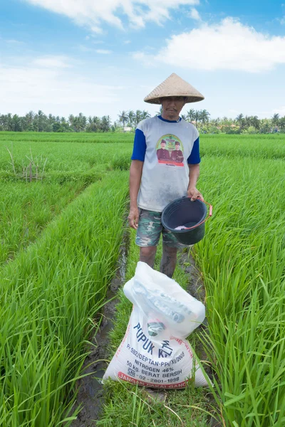 Rolnik ryżu w bali — Zdjęcie stockowe
