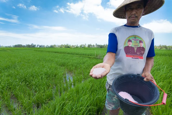 Agricultor de arroz em Bali — Fotografia de Stock