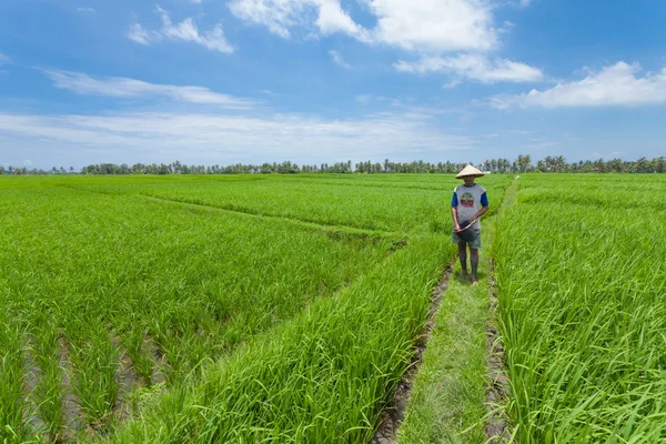 在巴厘岛的稻农 — 图库照片