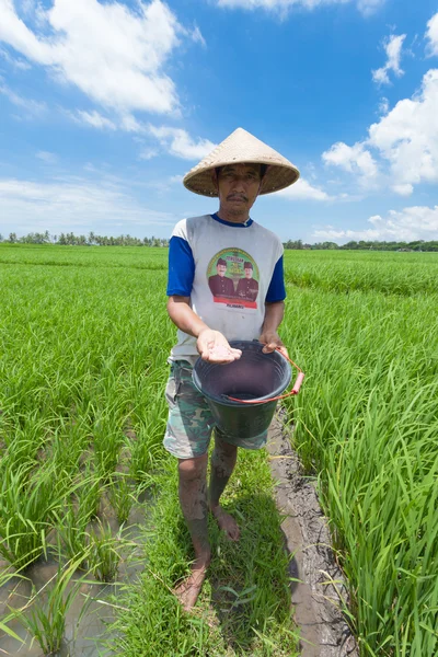 Rice zemědělcem v bali — ストック写真