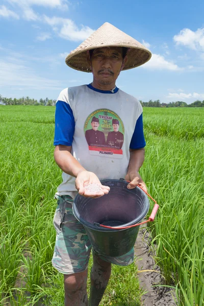 Rice jordbrukare i bali — Stockfoto