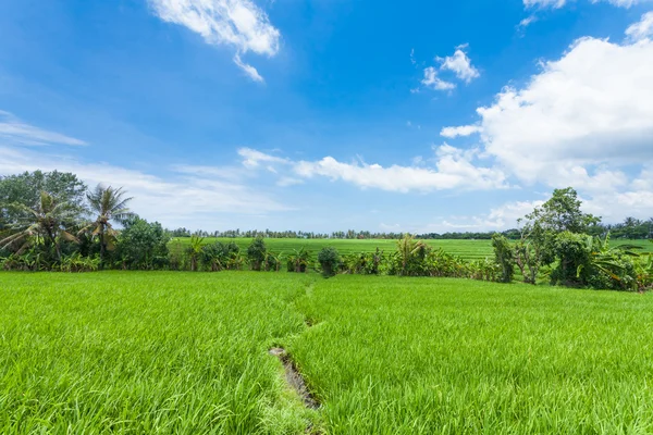 Ρύζι paddy τομέα — Φωτογραφία Αρχείου