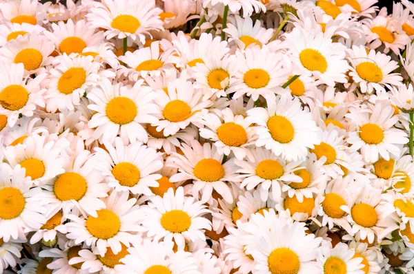 Kamomillan kukat — kuvapankkivalokuva
