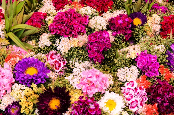 Todo o tipo de flores — Fotografia de Stock