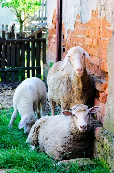 Ψύξη πρόβατα — Φωτογραφία Αρχείου