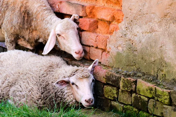 Slaperig sheeps — Stockfoto