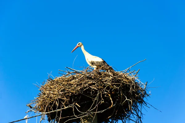 Cigüeña en su nido — Foto de Stock