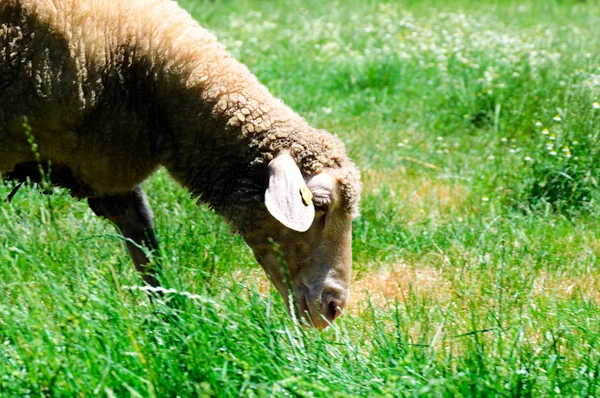 Owce jedzą — Zdjęcie stockowe