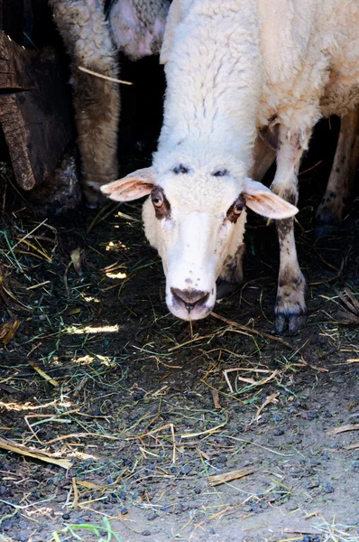Сердитий овець — стокове фото