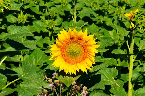 Einzelne Sonnenblume — Stockfoto