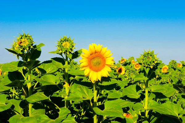 Junge Sonnenblumen — Stockfoto