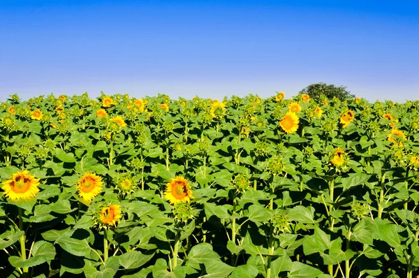 Junge Sonnenblumen — Stockfoto