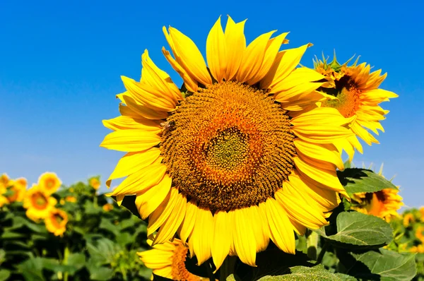 Sonnige Sonnenblume — Stockfoto