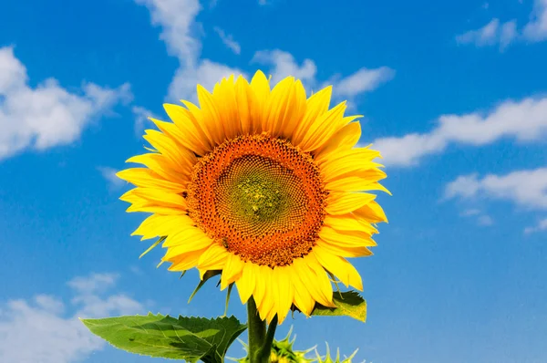 Einzelne Sonnenblume — Stockfoto